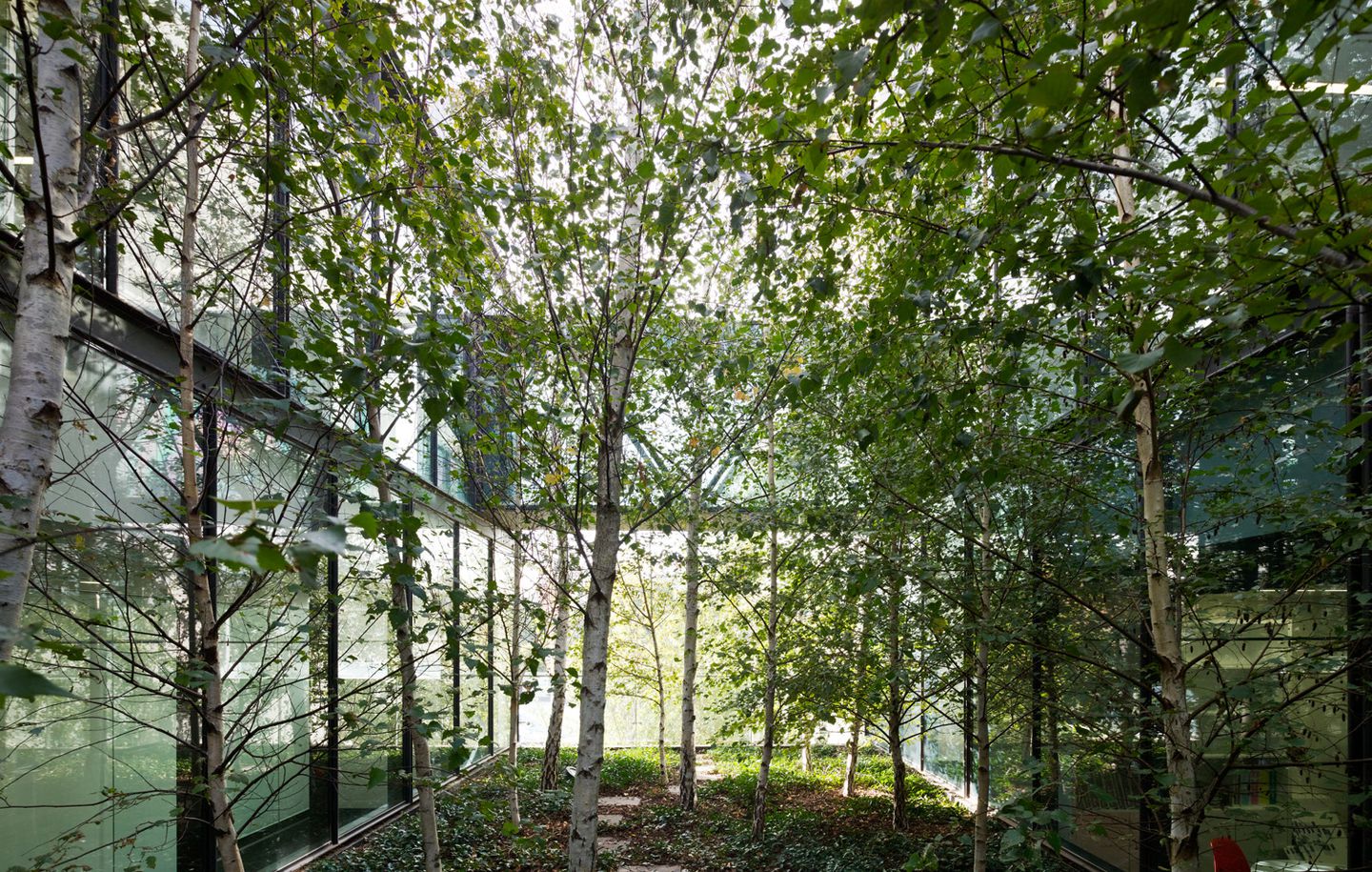 Sportsgirl Head Office  Central courtyard garden with Birch trees in an office building in Melbourne Victoria designed by Durbach Block Jaggers Architects